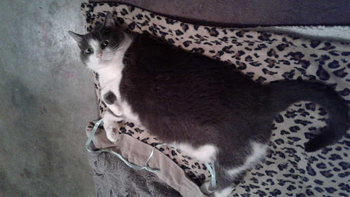 Gray and white cat with green eyes